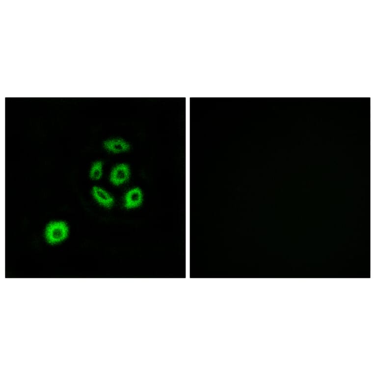 Immunofluorescence - Anti-FBLN2 Antibody (C15753) - Antibodies.com