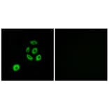 Immunofluorescence - Anti-FBLN2 Antibody (C15753) - Antibodies.com