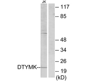 Western Blot - Anti-DTYMK Antibody (C10468) - Antibodies.com