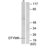 Western Blot - Anti-DTYMK Antibody (C10468) - Antibodies.com