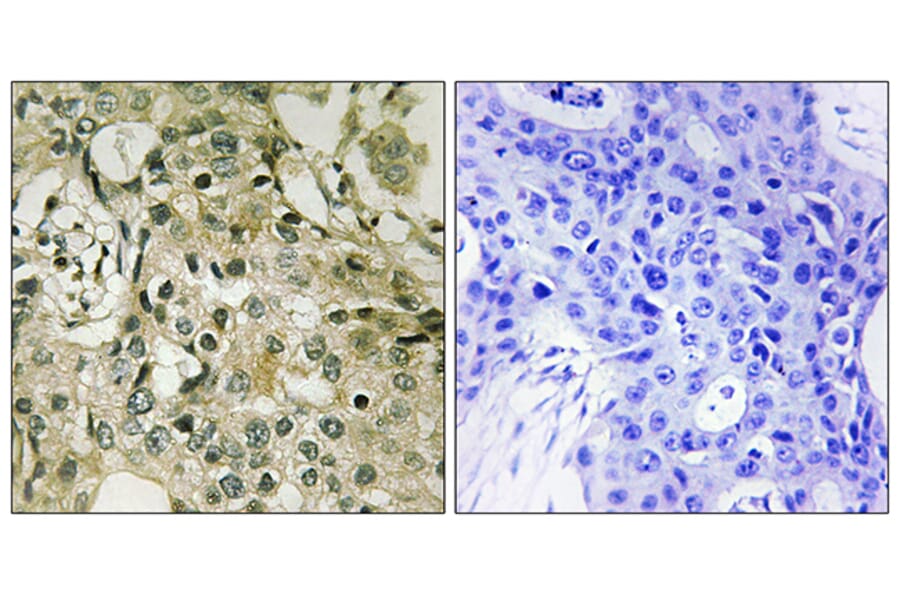 Immunohistochemistry - Anti-DTYMK Antibody (C10468) - Antibodies.com
