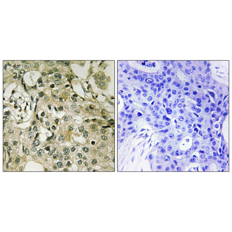 Immunohistochemistry - Anti-DTYMK Antibody (C10468) - Antibodies.com