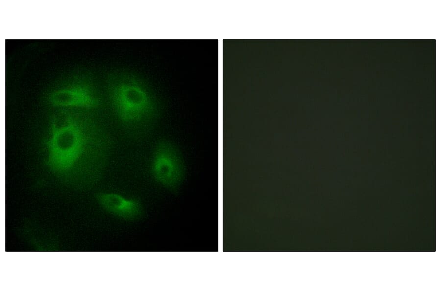 Immunofluorescence - Anti-DLEC1 Antibody (C11919) - Antibodies.com