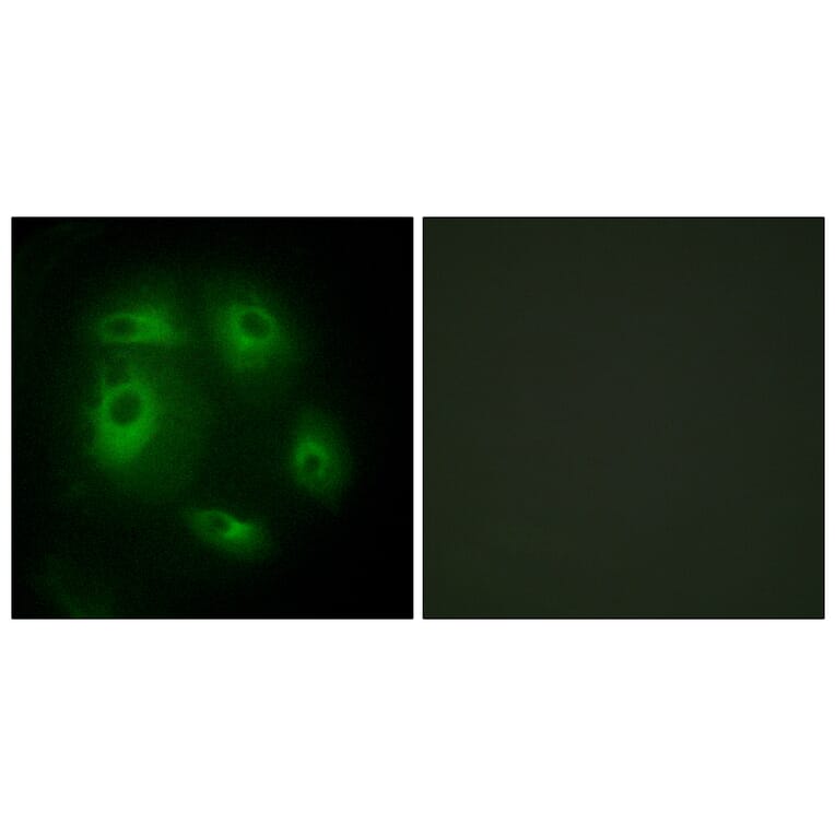 Immunofluorescence - Anti-DLEC1 Antibody (C11919) - Antibodies.com
