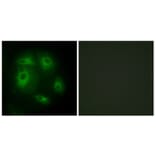 Immunofluorescence - Anti-DLEC1 Antibody (C11919) - Antibodies.com