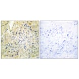 Immunohistochemistry - Anti-DLEC1 Antibody (C11919) - Antibodies.com
