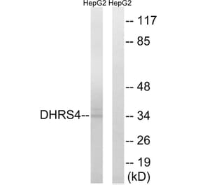 Western Blot - Anti-DHRS4 Antibody (C15323) - Antibodies.com