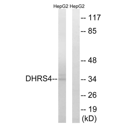 Western Blot - Anti-DHRS4 Antibody (C15323) - Antibodies.com