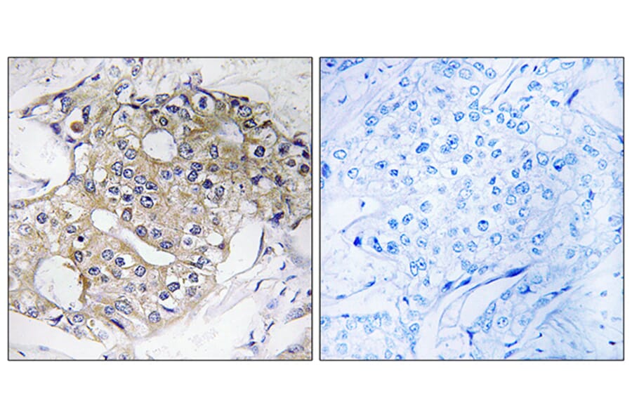 Immunohistochemistry - Anti-DHRS4 Antibody (C15323) - Antibodies.com