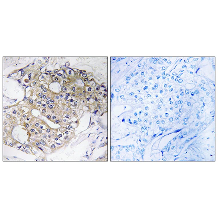 Immunohistochemistry - Anti-DHRS4 Antibody (C15323) - Antibodies.com