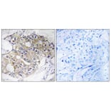 Immunohistochemistry - Anti-DHRS4 Antibody (C15323) - Antibodies.com