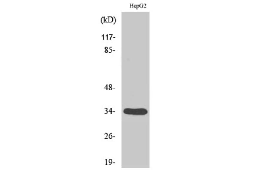 Western Blot - Anti-DHRS4 Antibody (C15323) - Antibodies.com