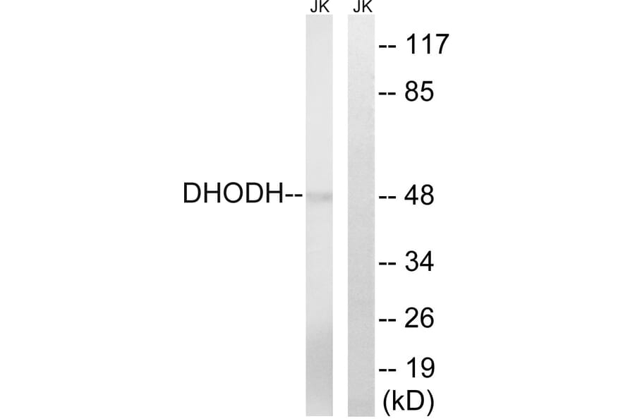 Western Blot - Anti-DHODH Antibody (C15356) - Antibodies.com