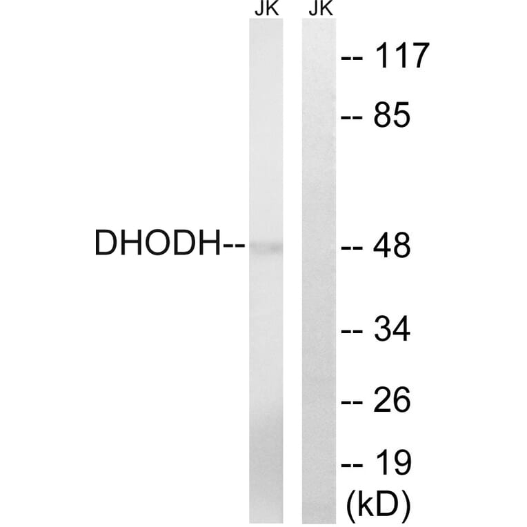 Western Blot - Anti-DHODH Antibody (C15356) - Antibodies.com