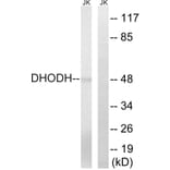 Western Blot - Anti-DHODH Antibody (C15356) - Antibodies.com