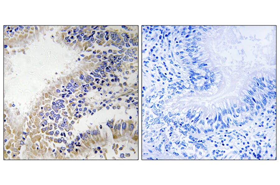 Immunohistochemistry - Anti-DHODH Antibody (C15356) - Antibodies.com