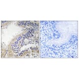 Immunohistochemistry - Anti-DHODH Antibody (C15356) - Antibodies.com