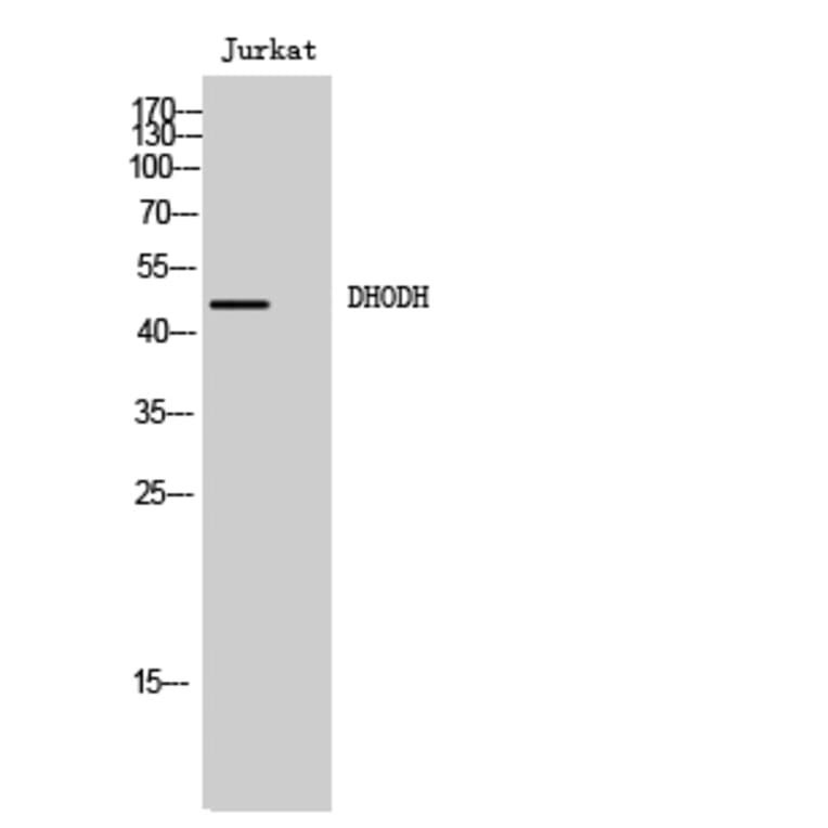 Western Blot - Anti-DHODH Antibody (C15356) - Antibodies.com