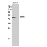 Western Blot - Anti-DHODH Antibody (C15356) - Antibodies.com