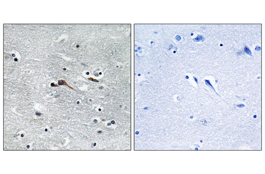 Immunohistochemistry - Anti-CYTL1 Antibody (C12324) - Antibodies.com