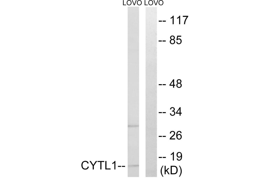 Western Blot - Anti-CYTL1 Antibody (C12324) - Antibodies.com