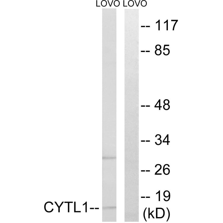 Western Blot - Anti-CYTL1 Antibody (C12324) - Antibodies.com