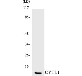 Western Blot - Anti-CYTL1 Antibody (R12-2670) - Antibodies.com