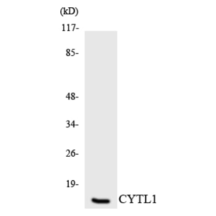 Western Blot - Anti-CYTL1 Antibody (R12-2670) - Antibodies.com