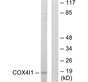 Western Blot - Anti-COX41 Antibody (C12235) - Antibodies.com