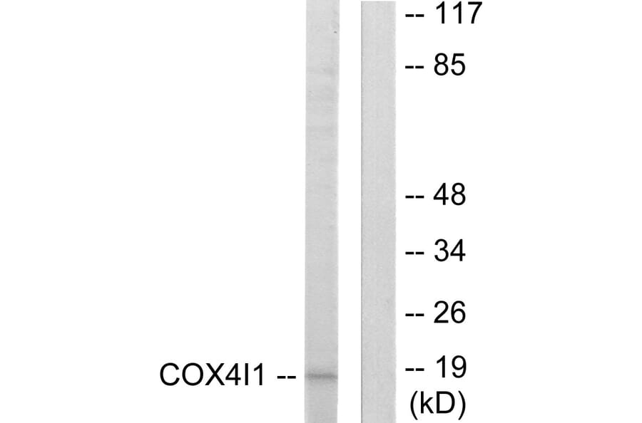 Western Blot - Anti-COX41 Antibody (C12235) - Antibodies.com