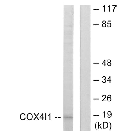 Western Blot - Anti-COX41 Antibody (C12235) - Antibodies.com