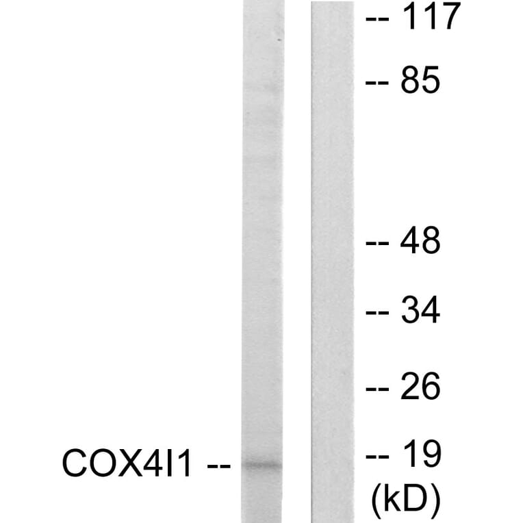 Western Blot - Anti-COX41 Antibody (C12235) - Antibodies.com