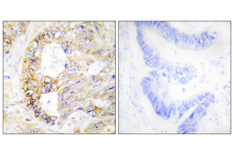 Immunohistochemistry - Anti-COX41 Antibody (C12235) - Antibodies.com