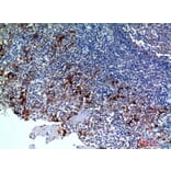 Immunohistochemistry - Anti-CMTM8 Antibody (C30721) - Antibodies.com
