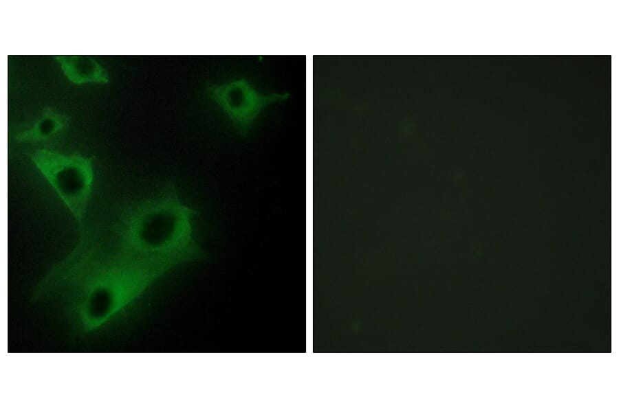 Immunofluorescence - Anti-CIDEC Antibody (C12188) - Antibodies.com