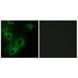 Immunofluorescence - Anti-CIDEC Antibody (C12188) - Antibodies.com