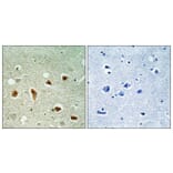 Immunohistochemistry - Anti-CDKL1 Antibody (C10820) - Antibodies.com