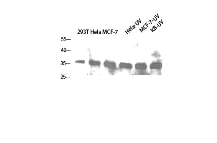 Western Blot - Anti-CASP1 Antibody (C30122) - Antibodies.com
