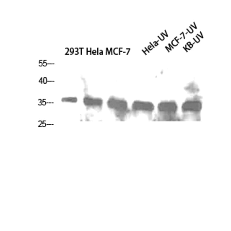 Western Blot - Anti-CASP1 Antibody (C30122) - Antibodies.com