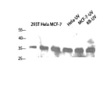 Western Blot - Anti-CASP1 Antibody (C30122) - Antibodies.com