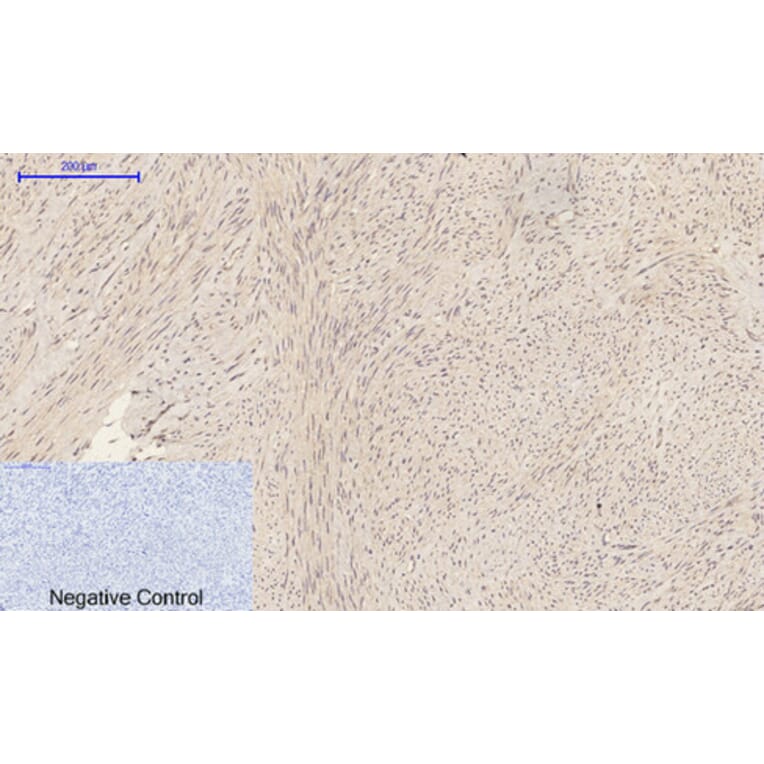 Immunohistochemistry - Anti-CASP1 Antibody (C30122) - Antibodies.com