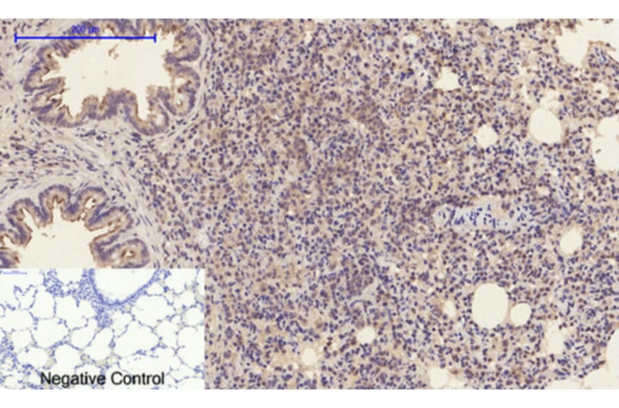 Immunohistochemistry - Anti-CASP1 Antibody (C30122) - Antibodies.com