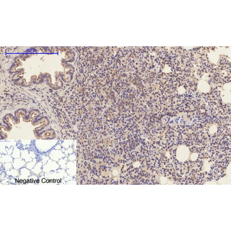 Immunohistochemistry - Anti-CASP1 Antibody (C30122) - Antibodies.com