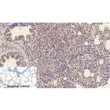 Immunohistochemistry - Anti-CASP1 Antibody (C30122) - Antibodies.com