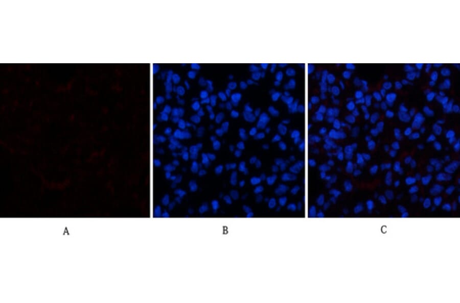 Immunofluorescence - Anti-CASP1 Antibody (C30122) - Antibodies.com
