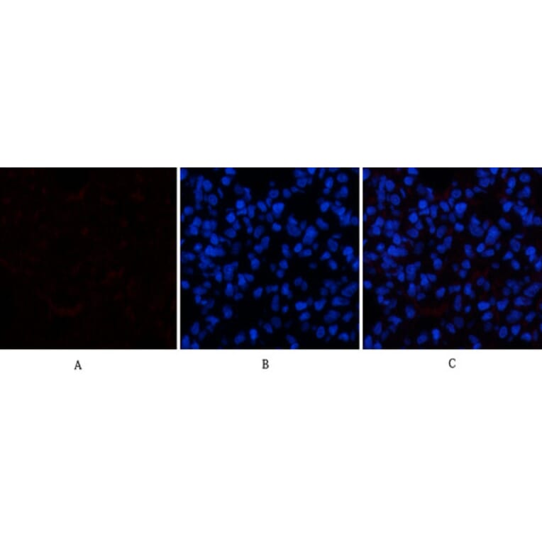 Immunofluorescence - Anti-CASP1 Antibody (C30122) - Antibodies.com