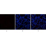 Immunofluorescence - Anti-CASP1 Antibody (C30122) - Antibodies.com