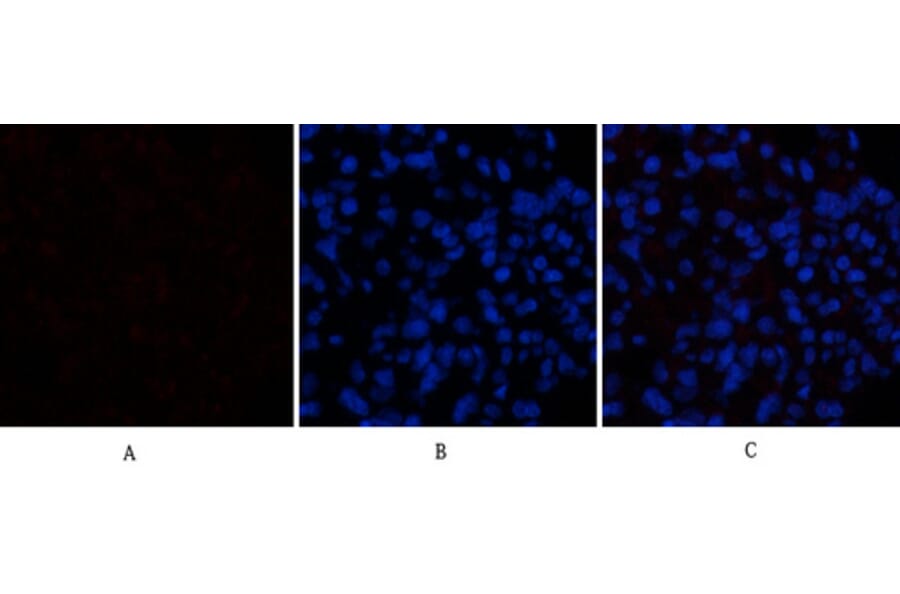 Immunofluorescence - Anti-CASP1 Antibody (C30122) - Antibodies.com