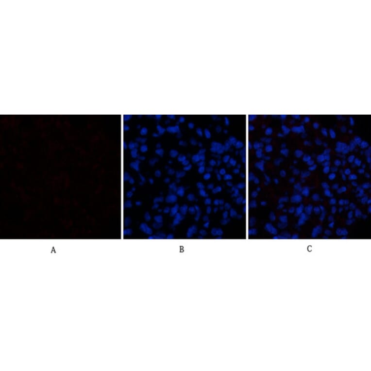 Immunofluorescence - Anti-CASP1 Antibody (C30122) - Antibodies.com