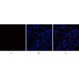 Immunofluorescence - Anti-CASP1 Antibody (C30122) - Antibodies.com